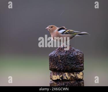 Un chapelet perché sur un panneau en bois chez Dean Masons « Windows on Wildlife » près de Ferndown, Dorset, Angleterre, Royaume-Uni Banque D'Images