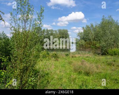 Une vue sur l'été Leys, une série d'anciennes carrières de gravier, maintenant une réserve naturelle appartenant à la fiducie de la faune locale ; Northamptonshire, Angleterre Banque D'Images