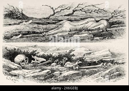 Corps après l'éruption volcanique de Krakatoa en 1883 qui a dévasté l'île de Sebesi, île indonésienne dans le détroit de Sunda, entre Java et Sumatra partie de la province de Lampung. Indonésie. Dessin de Theodor Weber (1838-1907) Krakatau et le détroit de la Sunda 1884 par le journaliste français Edmond Cotteau (1833 - 1896) le Tour du monde 1886 Banque D'Images