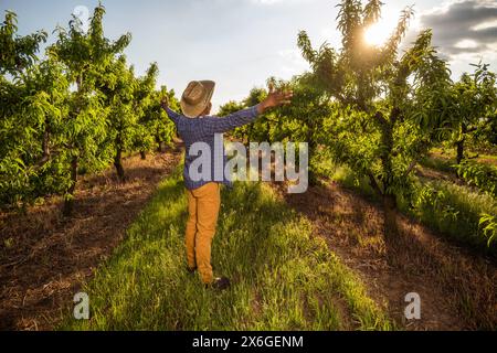 Agriculteur afro-américain dans son verger. Il cultive des prunes. Banque D'Images