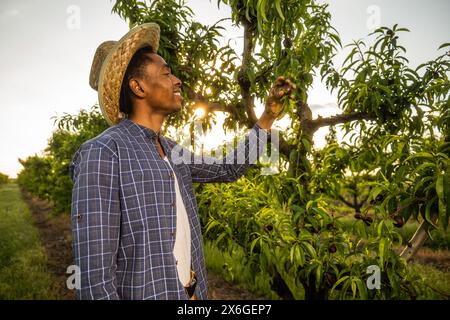 Portrait d'agriculteur afro-américain dans son verger. Il cultive des prunes. Banque D'Images
