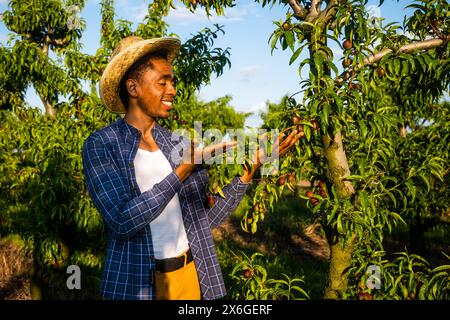 Portrait d'agriculteur afro-américain dans son verger. Il cultive des prunes. Banque D'Images