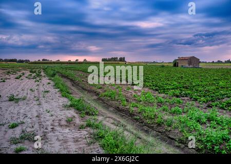Vue panoramique du champ fertilisé et labouré après la pluie Banque D'Images