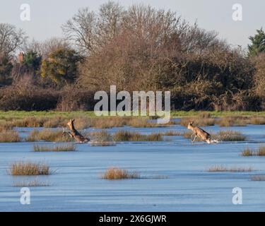 Cerfs se frayant un chemin à travers le Southlake Moor partiellement gelé pendant les inondations importantes sur les niveaux du Somerset, Somerset, Angleterre, Royaume-Uni en janvier 2023 Banque D'Images