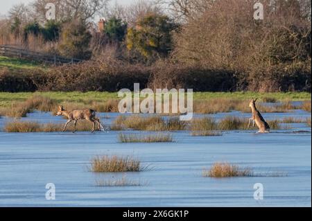 Cerfs se frayant un chemin à travers le Southlake Moor partiellement gelé pendant les inondations importantes sur les niveaux du Somerset, Somerset, Angleterre, Royaume-Uni en janvier 2023 Banque D'Images