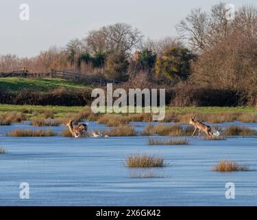 Cerfs se frayant un chemin à travers le Southlake Moor partiellement gelé pendant les inondations importantes sur les niveaux du Somerset, Somerset, Angleterre, Royaume-Uni en janvier 2023 Banque D'Images