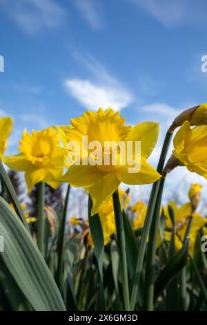 fleurs de jonquilles jaunes fleurissant au printemps contre le ciel bleu Banque D'Images