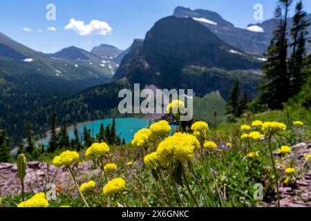 Fleurs sauvages de sarrasin jaune poussant sur une pente au-dessus d'un lac alpin et des montagnes en arrière-plan, , Angel Wing et Grinnell Lake, Glacier Nationa Banque D'Images