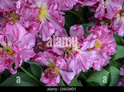 Tulipes roses appelées Mama Mia. Double groupe précoce. Les tulipes sont divisées en groupes définis par leurs caractéristiques florales Banque D'Images