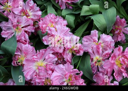 Tulipes roses appelées Mama Mia. Double groupe précoce. Les tulipes sont divisées en groupes définis par leurs caractéristiques florales Banque D'Images