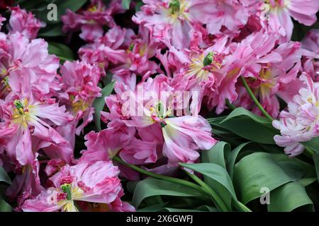 Tulipes roses appelées Mama Mia. Double groupe précoce. Les tulipes sont divisées en groupes définis par leurs caractéristiques florales Banque D'Images