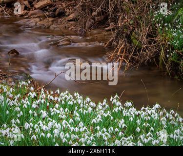 Des gouttes de neige en pleine floraison près de la rivière Avill, à Snowdrop Valley au cœur du parc national Exmoor à North Hawkwell Wood, Somerset, Angleterre, Royaume-Uni Banque D'Images