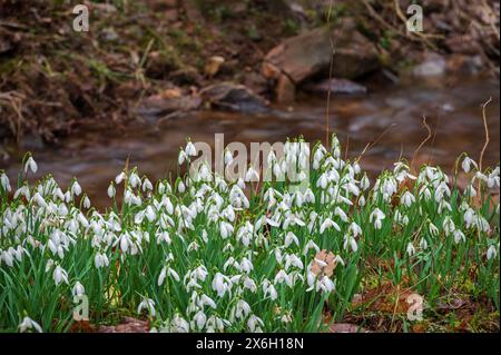 Des gouttes de neige en pleine floraison près de la rivière Avill, à Snowdrop Valley au cœur du parc national Exmoor à North Hawkwell Wood, Somerset, Angleterre, Royaume-Uni Banque D'Images