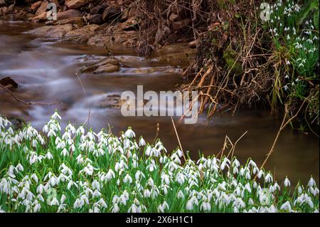 Des gouttes de neige en pleine floraison près de la rivière Avill, à Snowdrop Valley au cœur du parc national Exmoor à North Hawkwell Wood, Somerset, Angleterre, Royaume-Uni Banque D'Images