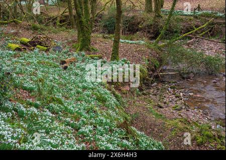 Des gouttes de neige en pleine floraison près de la rivière Avill, à Snowdrop Valley au cœur du parc national Exmoor à North Hawkwell Wood, Somerset, Angleterre, Royaume-Uni Banque D'Images