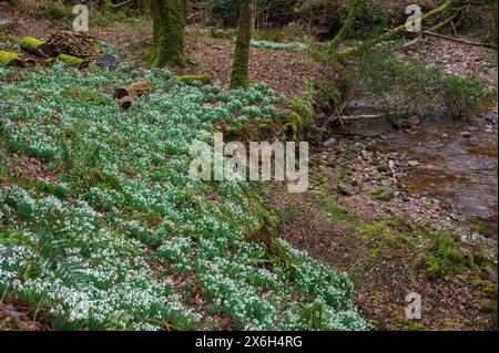 Des gouttes de neige en pleine floraison près de la rivière Avill, à Snowdrop Valley au cœur du parc national Exmoor à North Hawkwell Wood, Somerset, Angleterre, Royaume-Uni Banque D'Images