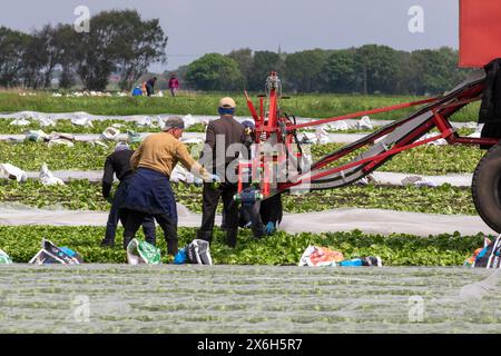 Holmswood, UK Weather ; 15 mai 2024 travailleurs migrants de l'UE récoltant de la laitue, mûrie sous toison agricole sous un soleil chaud dans la région connue sous le nom de «saladier» du West Lancashire. Les fermes de Tarleton ont été touchées par une pénurie de travailleurs migrants sur lesquels la Grande-Bretagne compte pour apporter les légumes et les salades. Cette pénurie signifie que les exploitations agricoles regroupent maintenant les travailleurs et les transportent d'une ferme à l'autre selon les besoins. Le Royaume-Uni a besoin d'environ 80 000 travailleurs saisonniers pour cueillir les légumes et presque tous viennent d'Europe de l'est. Crédit ; MediaWorldImage/AlamyLiveNews. Banque D'Images