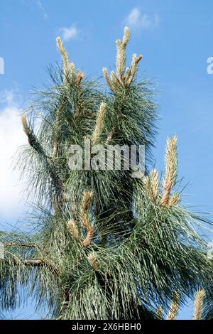 Aiguilles d'arbre de Pinus ponderosa 'Penaz', feuillage de conifères, PIN Ponderosa PIN jaune occidental Banque D'Images