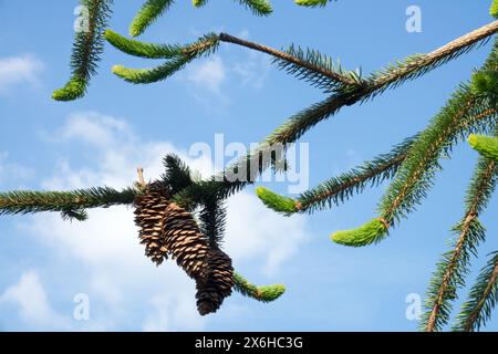 Picea abies 'Cranstonii' cônes femelles d'épinette de Norvège sur la branche Banque D'Images