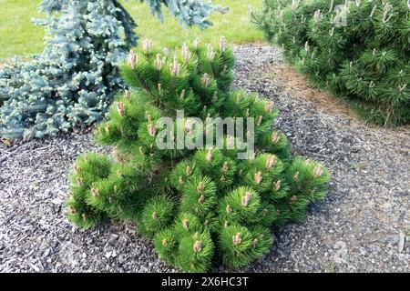 Autrichien Pine petit jardin Low Form Pinus nigra 'Compacta' European Black Pine Tree Conifer Conifères PIN nain Banque D'Images