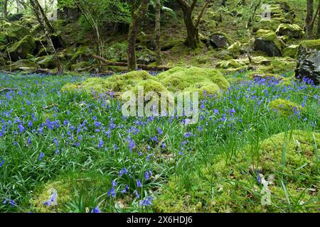 Bluebells dans la forêt tropicale tempérée celtique dans la vallée de Llugwy (Snowdonia). La plante est un ancien indicateur de forêt. Banque D'Images