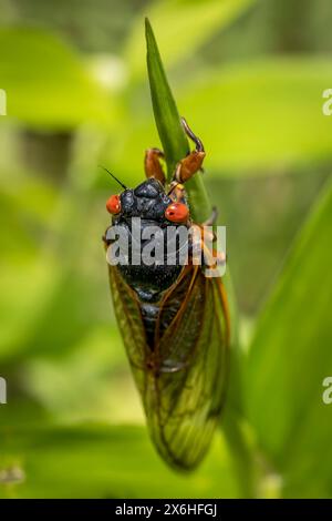 Dans le cadre tranquille d'un pré ensoleillé, une cigale se lance dans une ascension lente et délibérée d'un long brin d'herbe. Banque D'Images