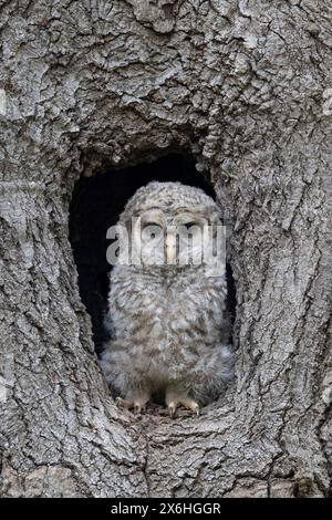 Chouette barrée (Strix varia), chouette Banque D'Images