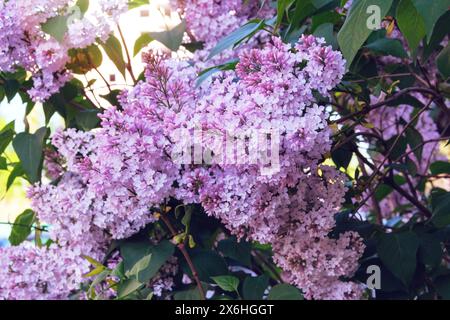 Fleurs de lilas au printemps. Branches de lilas pourpre fleurissant au printemps dans le jardin. Fleurs romantiques. Spring Blossom. Banque D'Images