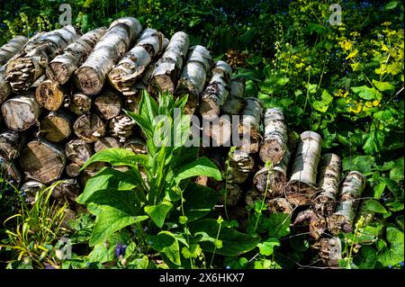 Pile de bûches créant un habitat faunique, se mélangeant entre les bordures florales. Abri pour insectes et invertébrés en tas de bois. Banque D'Images