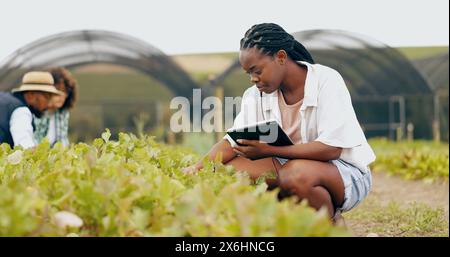 Tablette, inspection et femme noire en serre pour l'agriculture avec des légumes, des feuilles ou de la verdure. Contrôle de qualité, technologie numérique et africaine féminine Banque D'Images