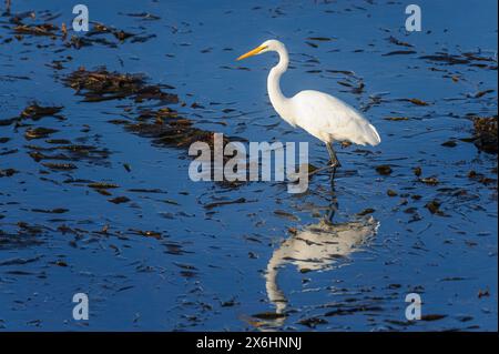 Great Egret (Ardea alba) de Monterrey, Californie, États-Unis Banque D'Images