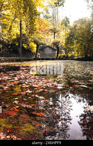 Alfred Nicholas Memorial Gardens lors d'une chaude journée d'automne ensoleillée dans le régoion Dandenongs de Sassafras, Victoria, Australie Banque D'Images