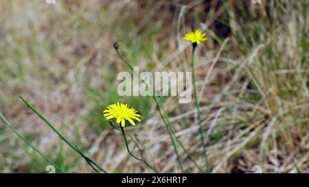 Fleurs jaunes dans le champ - catsear (Hypochaeris radicata) Banque D'Images