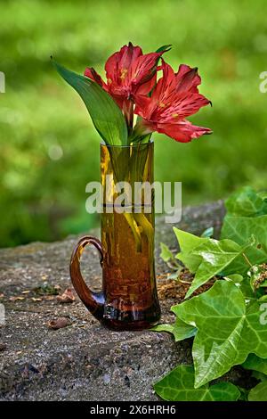 Une nature morte de fleurs de Saint Martin Lily. Dans un petit vase en verre brun. Sur un mur gris avec lierre. Banque D'Images