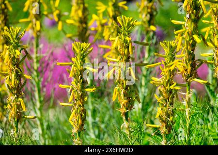 Kings Spear Yellow Asphodel Jacobs Rod, fleur fleurs floraison floraison en fleur, Asphodeline lutea, jardin, printemps de mai, jaune Banque D'Images