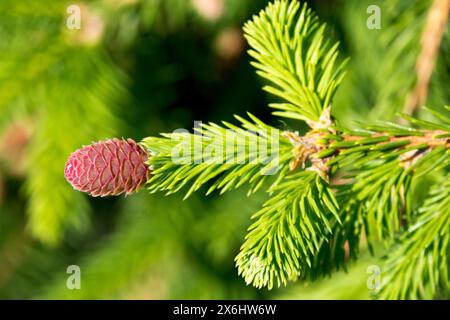 Picea abies 'Pusch' nain, minuscule, arbre bas, cône d'épinette de Norvège en gros plan Banque D'Images