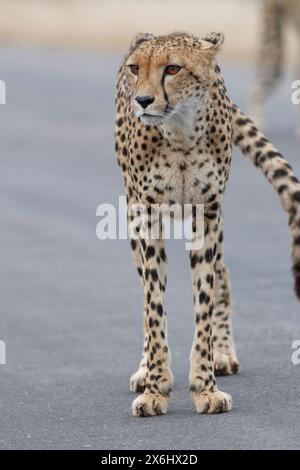 Guépard (Acinonyx jubatus), adulte, debout sur la route goudronnée, alerte, tôt le matin, portrait animal, Parc National Kruger, Afrique du Sud, Banque D'Images
