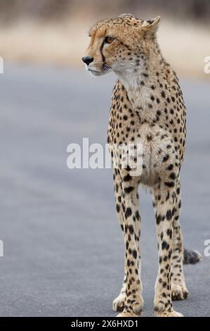 Guépard (Acinonyx jubatus), adulte, debout sur la route goudronnée, alerte, tôt le matin, portrait animal, Parc National Kruger, Afrique du Sud, Banque D'Images