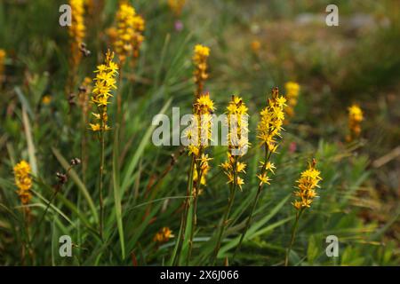 Norvège nature. Narthecium ossifragum (asphodel de tourbière). Espèces végétales de landes sauvages en Scandinavie. Banque D'Images