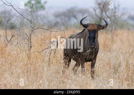 Beest bleu (Connochaetes taurinus), gnu adulte se nourrissant d'herbe sèche, face à la caméra, Parc national Kruger, Afrique du Sud, Afrique Banque D'Images