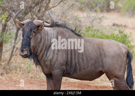 Gnous bleu (Connochaetes taurinus), debout adulte gnu, portrait animal, Parc national Kruger, Afrique du Sud, Afrique Banque D'Images