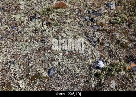 Cladonia rangiferina, connu sous le lichen des rennes. Le parc national de Jotunheimen, la Norvège. Banque D'Images