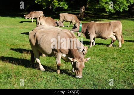 Bruna dels Pirineus race de bétail, également connue sous le nom de Bruna de los Pirineos.Race dérivée de la variété de Braunvieh suisse.Pyrénées, Espagne. Banque D'Images