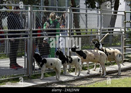 VINNYTSIA, UKRAINE - 14 MAI 2024 - des moutons sont vus dans le zoo de Podilskyi, Vinnytsia, centre-ouest de l'Ukraine. Banque D'Images