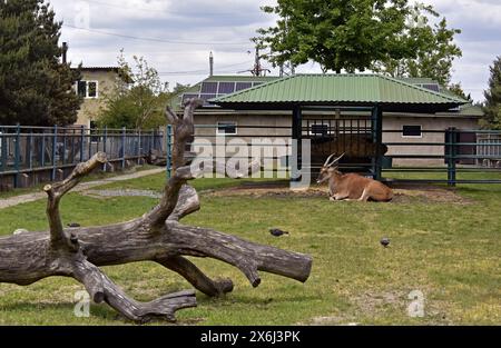 VINNYTSIA, UKRAINE - 14 MAI 2024 - animaux au zoo de Podilskyi, Vinnytsia, centre-ouest de l'Ukraine. Banque D'Images