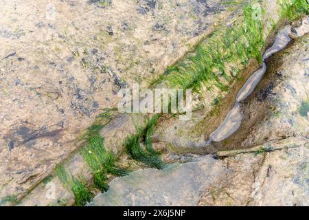 Mer du Nord préhistorique forêt pétrifiée européenne de Doggerland, à Redcar, North Yorkshire, Royaume-Uni, submergée en raison du changement climatique de l'ère mésolithique Banque D'Images