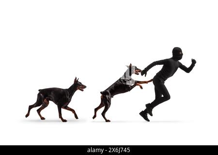 Chiens Doberman pourchassant un voleur en vêtements noirs et Balaclava isolés sur fond blanc Banque D'Images