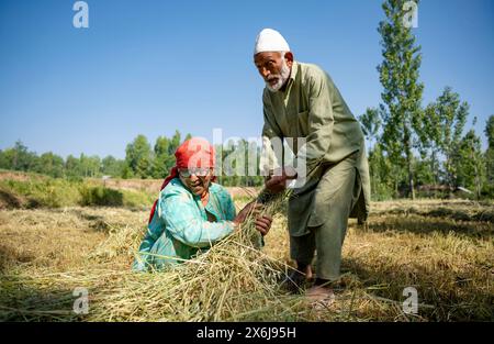 Budgam, Inde. 15 mai 2024. Un couple âgé ramasse de l'herbe pour son bétail sur ses terres agricoles par une journée ensoleillée. (Photo par Idrees Abbas/SOPA images/SIPA USA) crédit : SIPA USA/Alamy Live News Banque D'Images