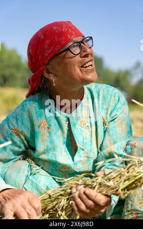 Budgam, Inde. 15 mai 2024. Une femme âgée a vu ramasser de l'herbe pour son bétail pendant une journée ensoleillée. (Photo par Idrees Abbas/SOPA images/SIPA USA) crédit : SIPA USA/Alamy Live News Banque D'Images