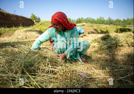 Budgam, Inde. 15 mai 2024. Une femme âgée ramasse de l'herbe pour le bétail sur ses terres agricoles par une journée ensoleillée. (Crédit image : © Idrees Abbas/SOPA images via ZUMA Press Wire) USAGE ÉDITORIAL SEULEMENT! Non destiné à UN USAGE commercial ! Banque D'Images